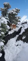 Nino~ Oro, a male Shetland Sheepdog for sale in Upland, CA – 4 of 4