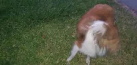 Nino~ Oro, a male Shetland Sheepdog for sale in Upland, CA – 2 of 2
