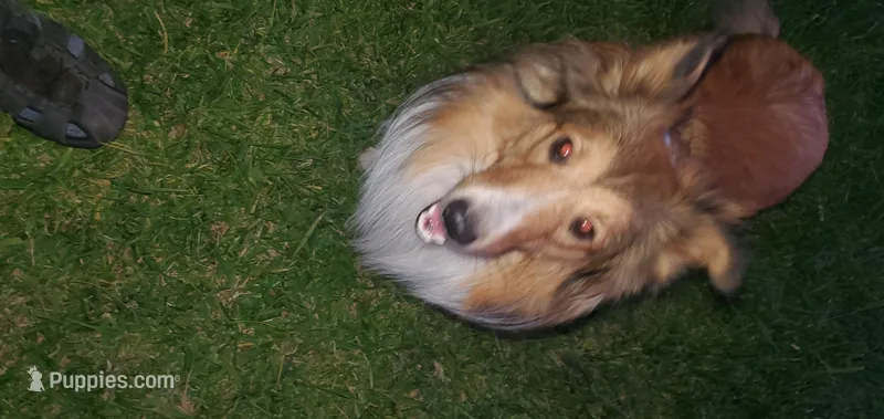 Nino~ Oro – Shetland Sheepdog puppy for sale in Upland, CA