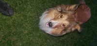Nino~ Oro, a male Shetland Sheepdog for sale in Upland, CA – 1 of 2