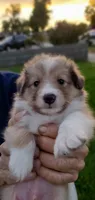 BEEB3, a male Shetland Sheepdog for sale in Upland, CA – 2 of 2