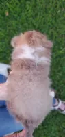 BEEB4, a male Shetland Sheepdog for sale in Upland, CA – 1 of 2