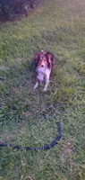 Mahogany , a male Shetland Sheepdog for sale in Upland, CA – 2 of 3