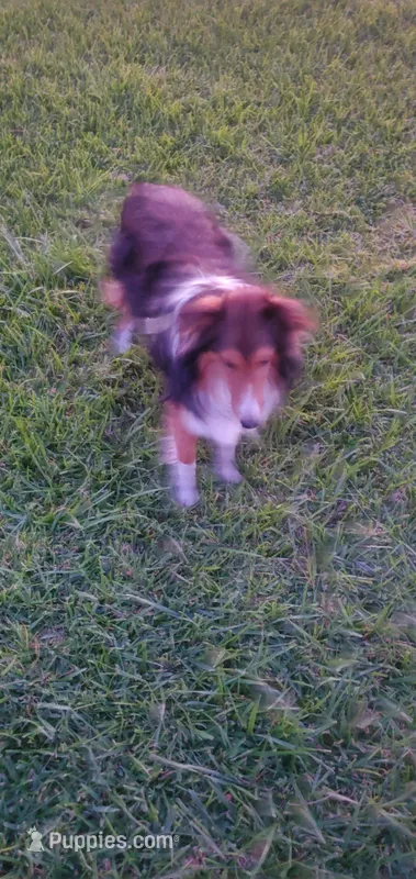 Mahogany  – Shetland Sheepdog puppy for sale in Upland, CA