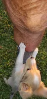 BEEB4, a female Shetland Sheepdog for sale in Upland, CA – 3 of 3
