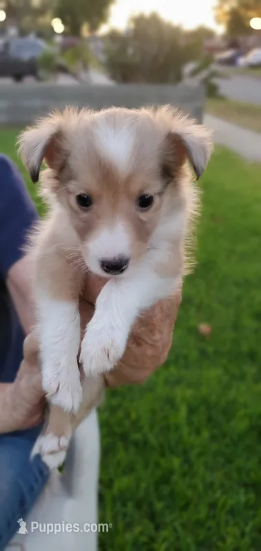 BEEB2 – Shetland Sheepdog puppy for sale in Upland, CA