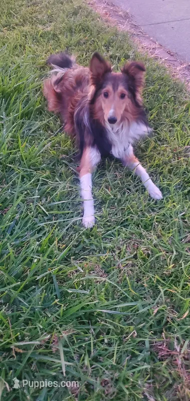 Little Bit – Shetland Sheepdog puppy for sale in Upland, CA