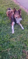Little Bit, a male Shetland Sheepdog for sale in Upland, CA – 1 of 2