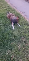 Little Bit, a male Shetland Sheepdog for sale in Upland, CA – 2 of 2
