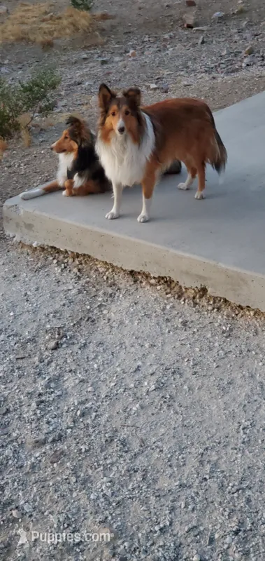 Nino~ Oro – Shetland Sheepdog puppy for sale in Upland, CA