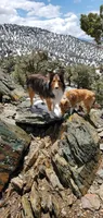 Nino~ Oro, a male Shetland Sheepdog for sale in Upland, CA – 3 of 4