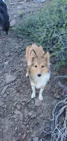 BEEB, a female Shetland Sheepdog for sale in Upland, CA – 4 of 5