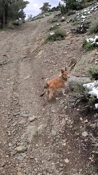 BEEB, a female Shetland Sheepdog for sale in Upland, CA – 5 of 5