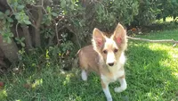 BEEB, a female Shetland Sheepdog for sale in Upland, CA – 2 of 2