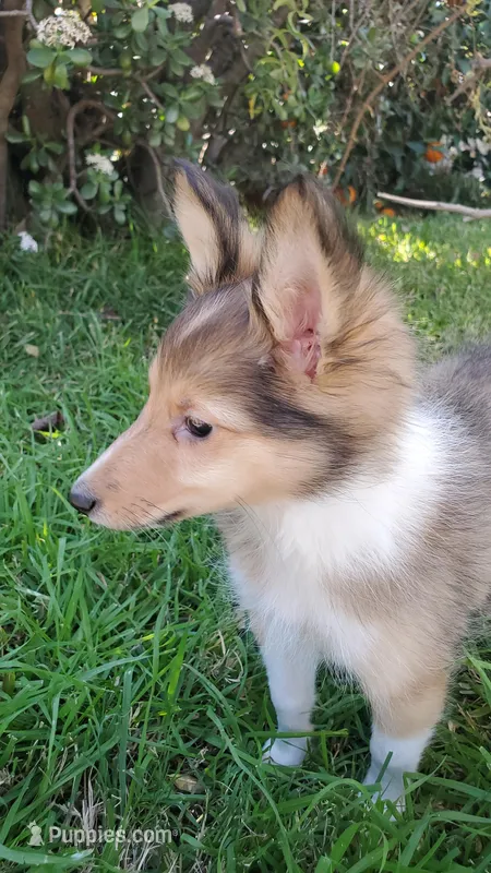 BEEB – Shetland Sheepdog puppy for sale in Upland, CA
