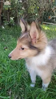 BEEB, a female Shetland Sheepdog for sale in Upland, CA – 1 of 2