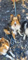 Mahogany , a male Shetland Sheepdog for sale in Upland, CA – 3 of 3