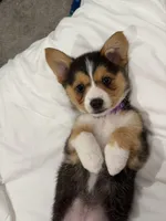 Whim, a female Australian Shepherd and Pembroke Welsh Corgi for sale in Waco, TX – Photo 2 of 3