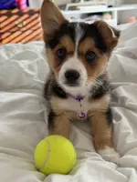 Whim, a female Australian Shepherd and Pembroke Welsh Corgi for sale in Waco, TX – Photo 1 of 3