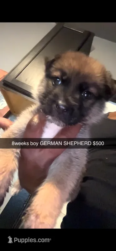 Major – German Shepherd Dog puppy for sale in Milwaukee, WI