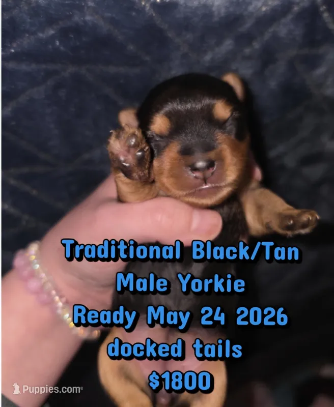 Brody – Yorkshire Terrier puppy for sale in West Enfield, ME
