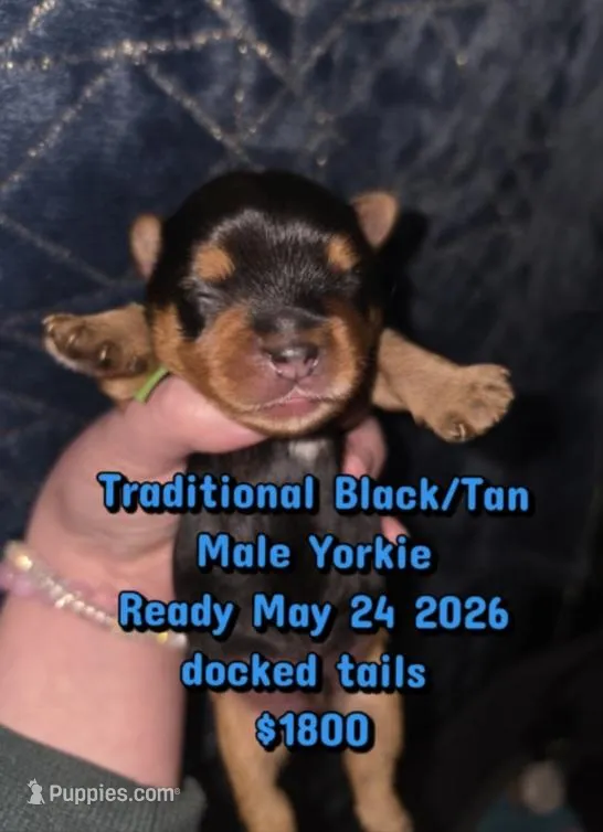 Yogi, a male Yorkshire Terrier for sale in West Enfield, ME – Photo 1 of 1