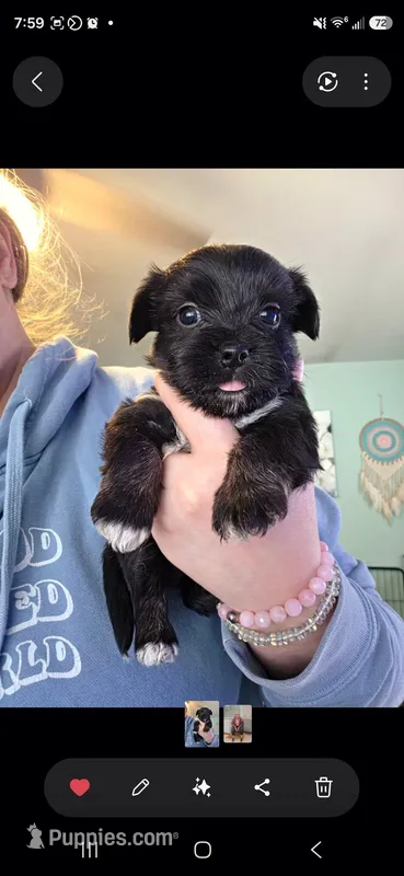 Cypress – Pomapoo, Yorkshire Terrier puppy for sale in West Enfield, ME