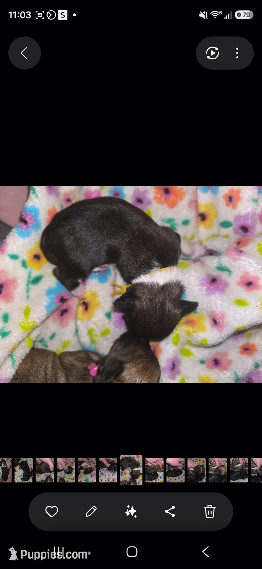 Iris, a female Pomapoo and Yorkipoo for sale in West Enfield, ME – Photo 3 of 3