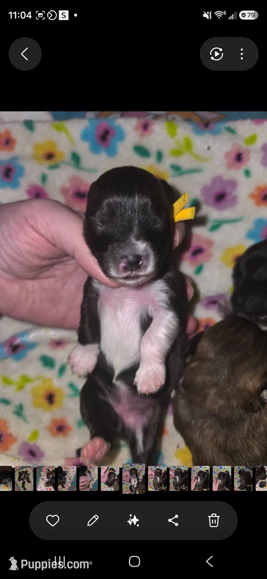 Iris – Pomapoo, Yorkipoo puppy for sale in West Enfield, ME