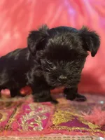 Bella KB black CKC, a female Yorkshire Terrier for sale in West Enfield, ME – 2 of 2