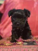 Bella KB black CKC, a female Yorkshire Terrier for sale in West Enfield, ME – 1 of 2