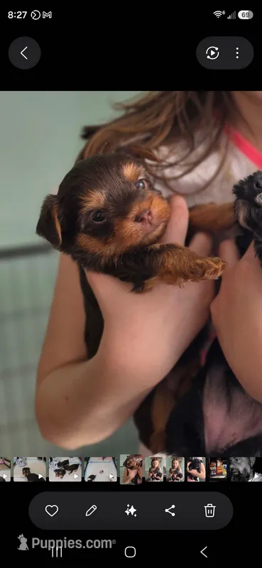 Reese CKC – Yorkshire Terrier puppy on hold in West Enfield, ME