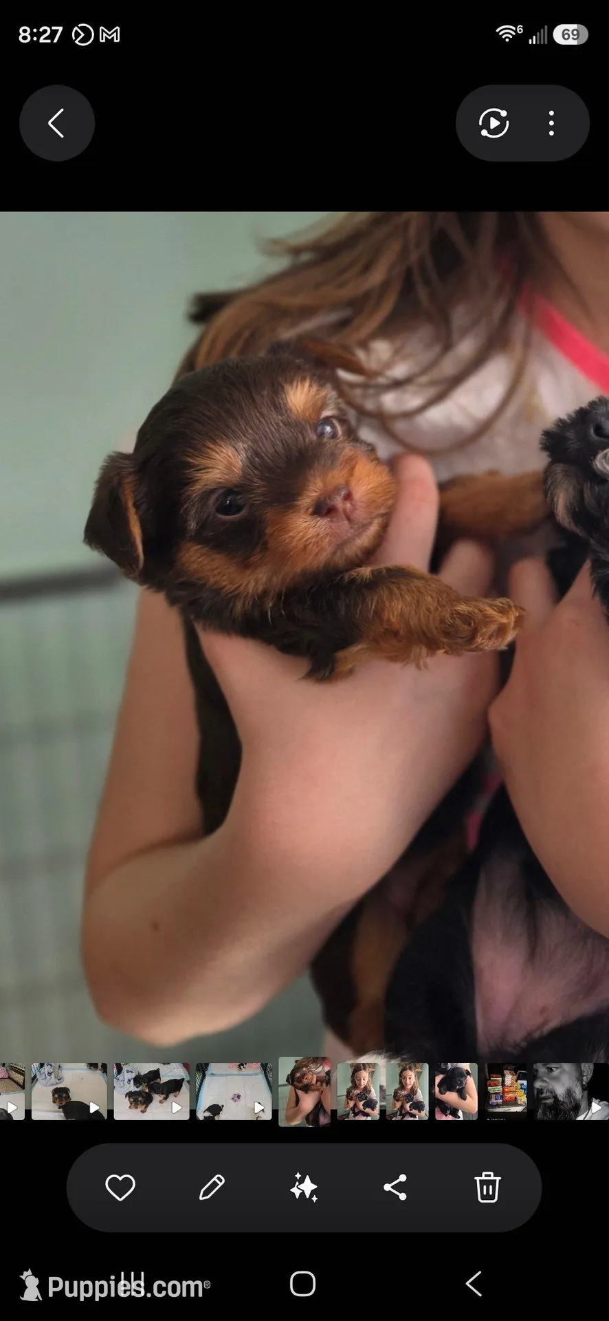 Reese CKC, a female Yorkshire Terrier for sale in West Enfield, ME – 1 of 1