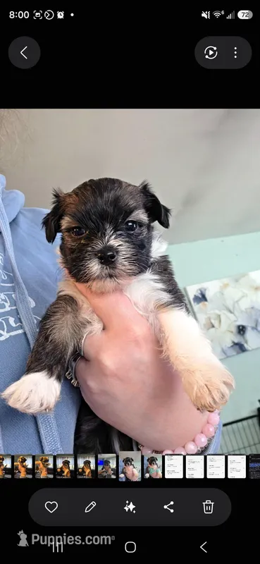Iris – Pomapoo, Yorkshire Terrier puppy for sale in West Enfield, ME