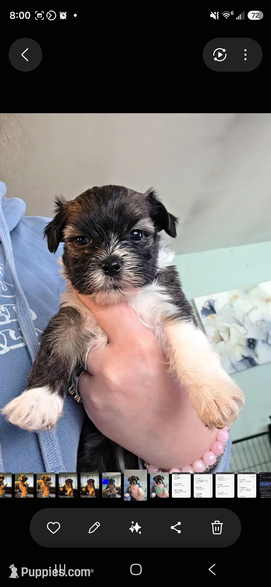Iris, a female Pomapoo and Yorkshire Terrier for sale in West Enfield, ME – 1 of 1