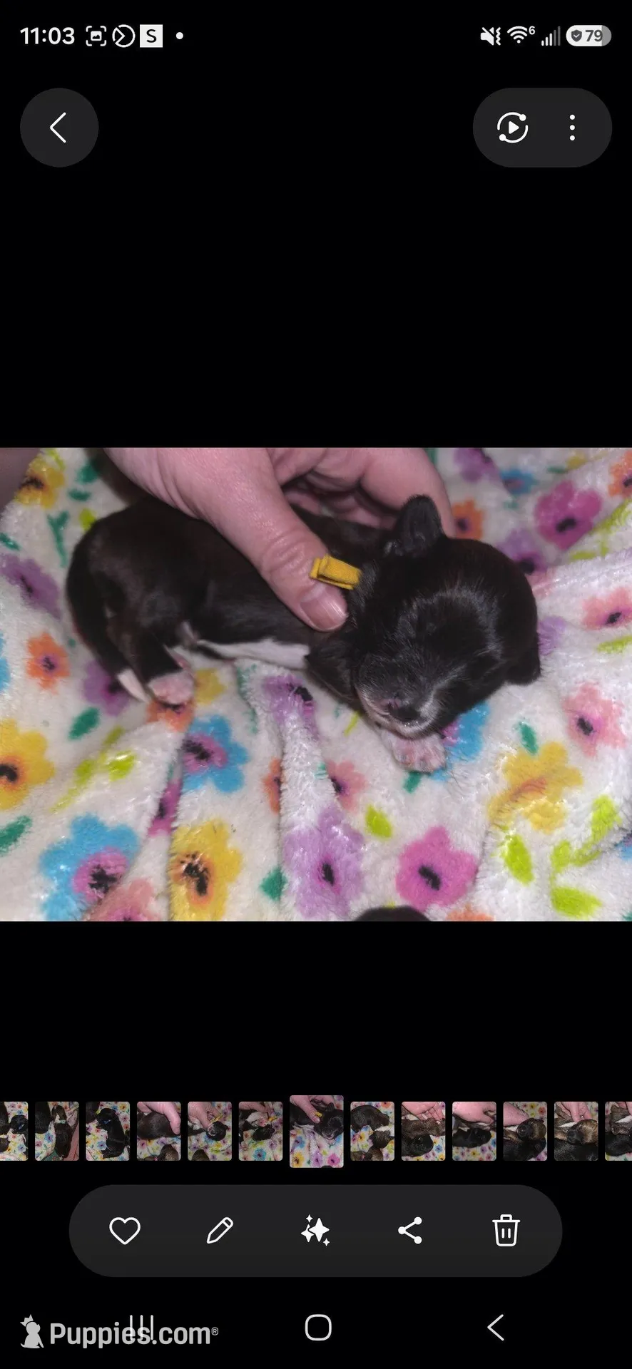 Iris, a female Pomapoo and Yorkipoo for sale in West Enfield, ME – Photo 2 of 3