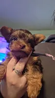 Reese , a female Yorkshire Terrier for sale in West Enfield, ME – 1 of 1