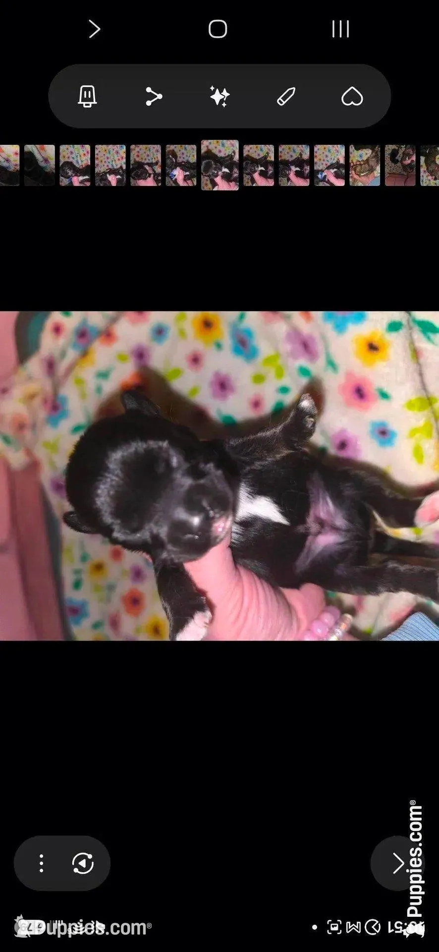 Cypress – Yorkipoo puppy for sale in West Enfield, ME