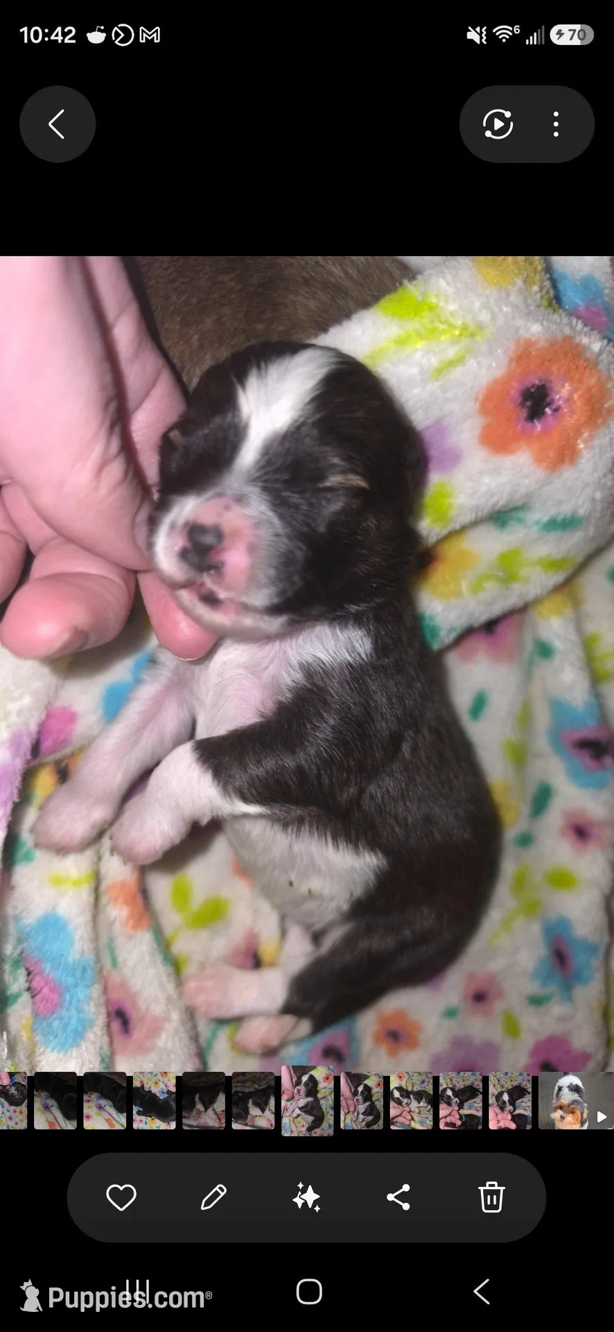 Poppi, a female Pomapoo and Yorkipoo for sale in West Enfield, ME – Photo 3 of 3