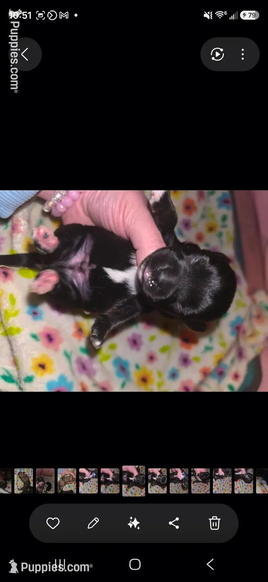 Cypress, a male Yorkipoo for sale in West Enfield, ME – Photo 2 of 3