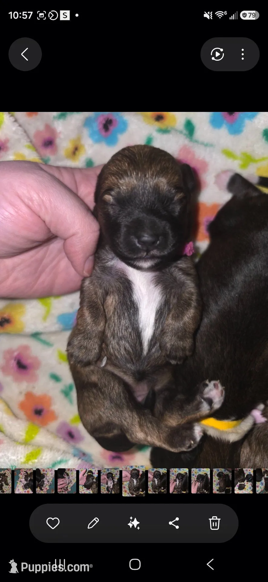 Basil, a male Pomapoo and Yorkipoo for sale in West Enfield, ME – Photo 2 of 2