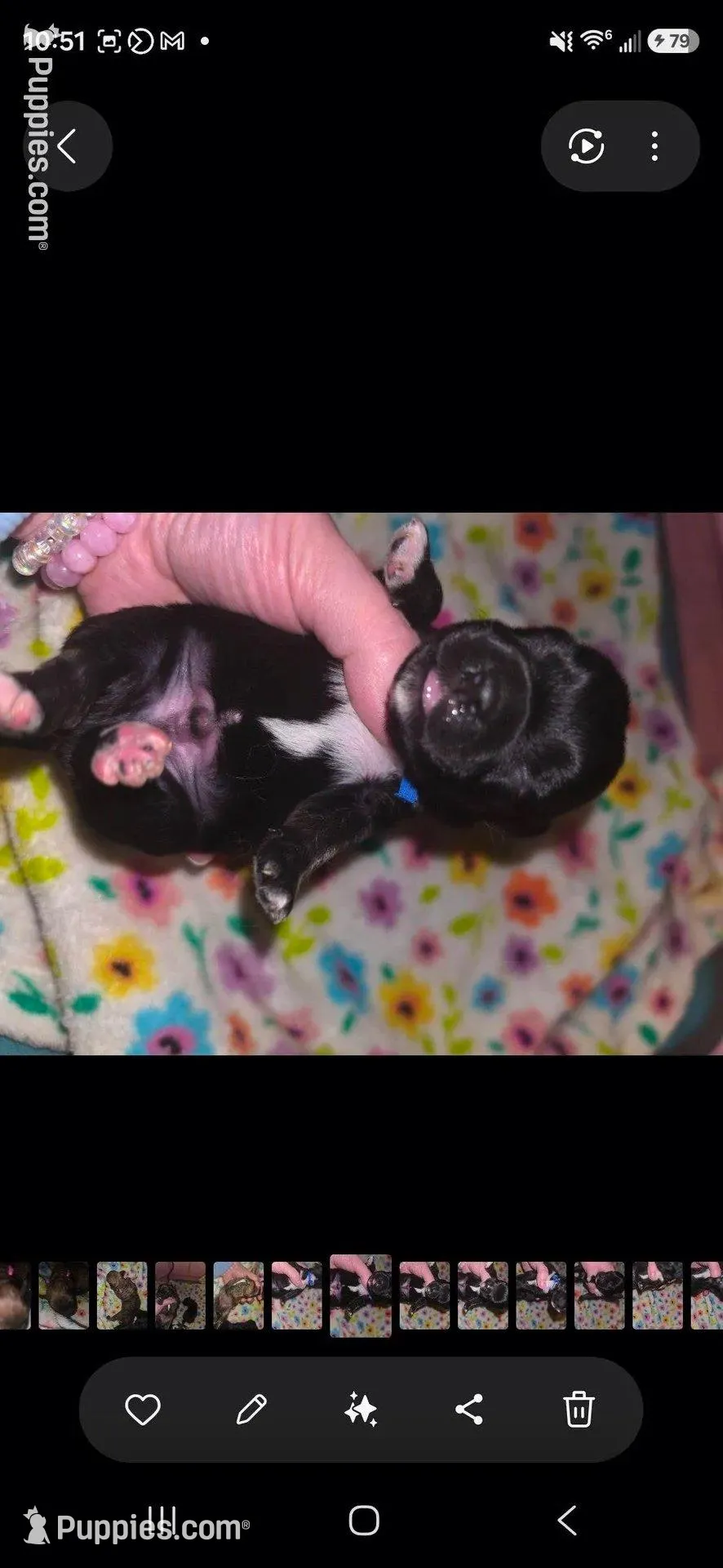 Cypress, a male Yorkipoo for sale in West Enfield, ME – Photo 3 of 3