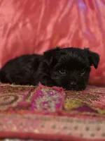 CKC Nova KB Black, a female Yorkshire Terrier for sale in West Enfield, ME – 3 of 4