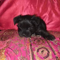 CKC Nova KB Black, a female Yorkshire Terrier for sale in West Enfield, ME – 4 of 4