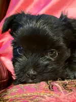 CKC Nova KB Black, a female Yorkshire Terrier for sale in West Enfield, ME – 2 of 4