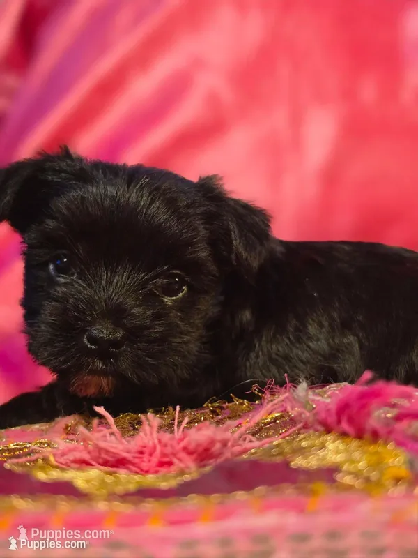 CKC Nova KB Black – Yorkshire Terrier puppy for sale in West Enfield, ME