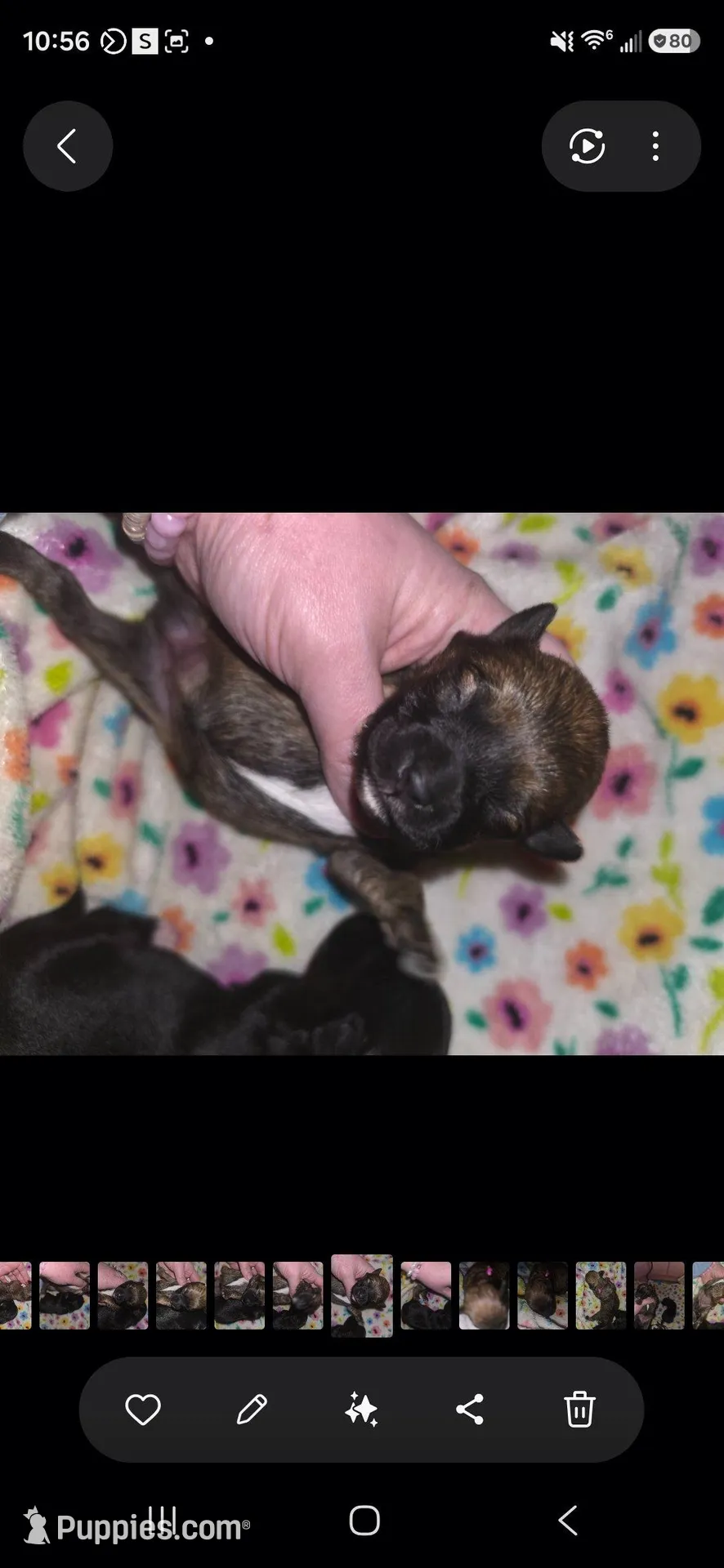 Basil – Pomapoo, Yorkipoo puppy for sale in West Enfield, ME