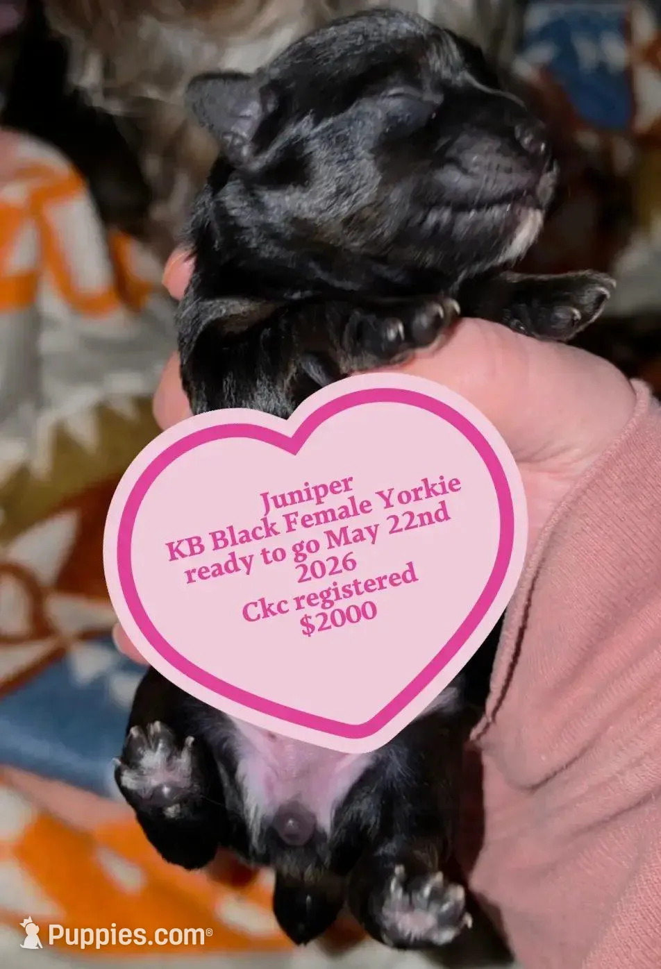 Juniper – Yorkshire Terrier puppy for sale in West Enfield, ME