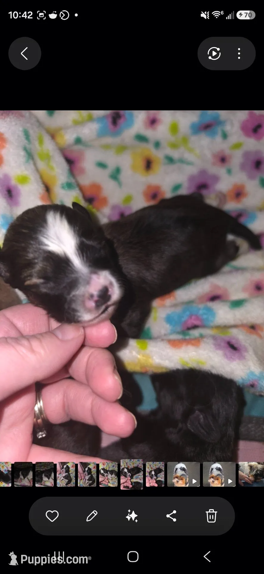 Poppi – Pomapoo, Yorkipoo puppy for sale in West Enfield, ME