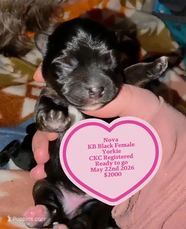 Nova kb black CKC  – Yorkshire Terrier puppy for sale in West Enfield, ME